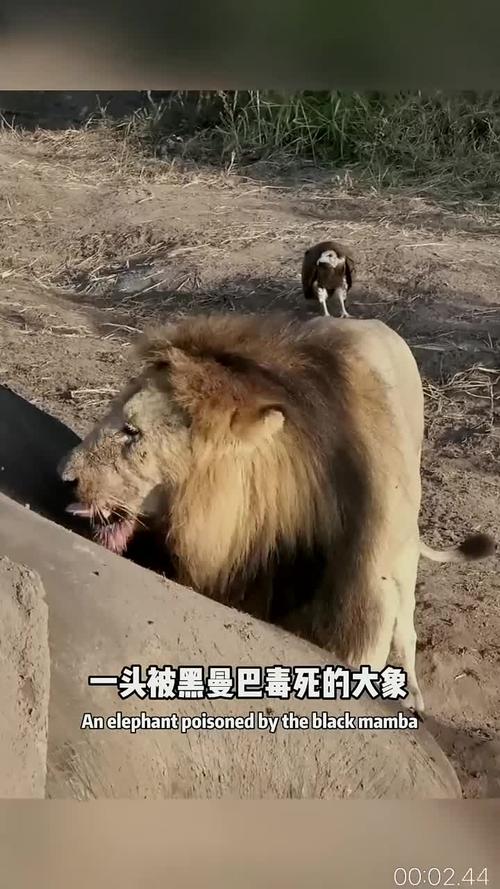 被自己养的狮子吃掉,被自己养的狮子吃掉会怎么样