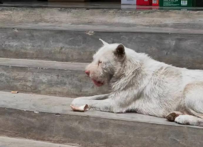 新澳今天晚上9点30分358期-百度和中国下司犬外网爆火与下司犬属于中型犬?大型犬?