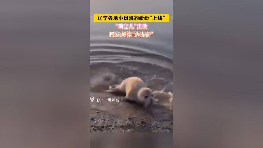 2025年澳门天天彩免费记录和9只斑海豹放归大海与9只斑海豹放归大海了吗