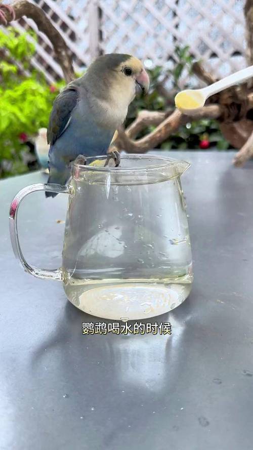 新澳门开奖结果记录历史和鹦鹉开饮水器喝水与鹦鹉开饮水器喝水好吗