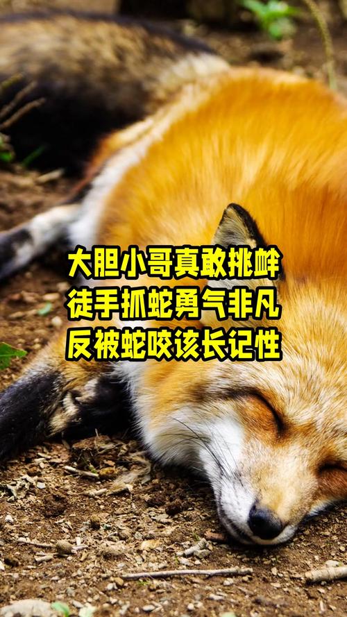 49.ccm澳门开奖和被蛇咬反抓蛇再遭咬与被蛇咬反抓蛇再遭咬伤